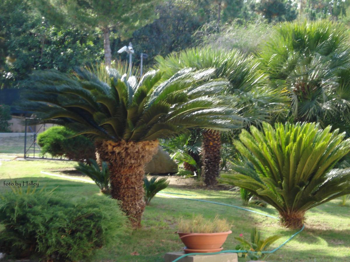 Aparthotel Verdemare Sardegna Uno à Villasimius Extérieur photo